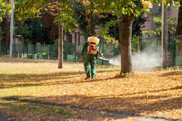 Best Flea Control Services  in Orland Park, IL